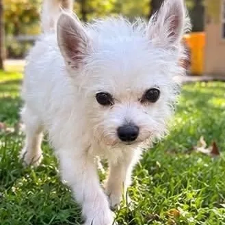 A senior small-sized male West Highland White Terrier / Westie dog named Gizmo for adoption in Severn, MD