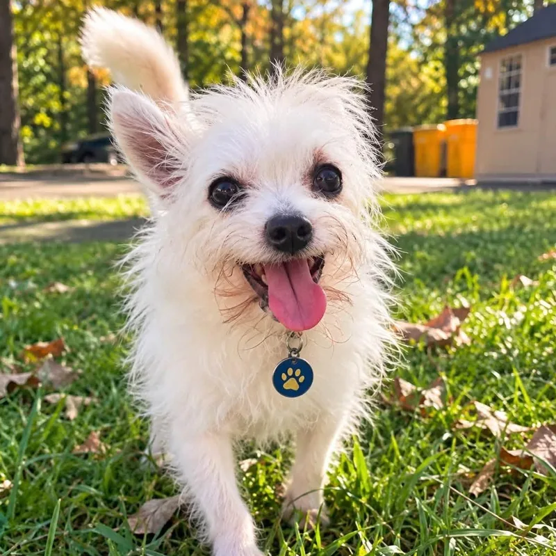 Gizmo thumbnail 2