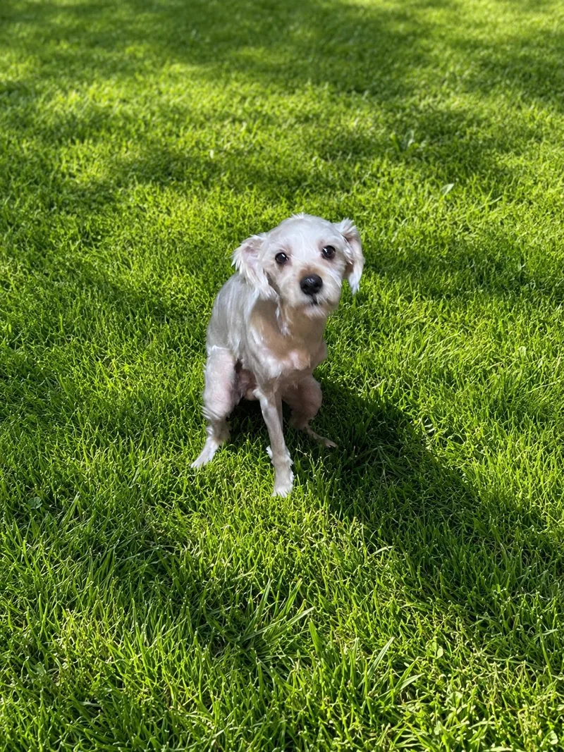Jedi