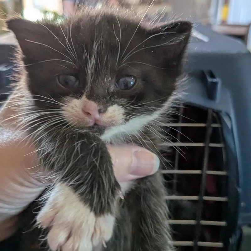 A baby small-sized female Black Domestic Short Hair cat named Fun Dip for adoption in Lynchburg, VA