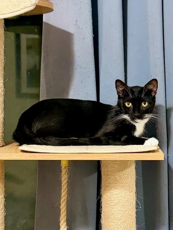 An adult medium-sized female Domestic Short Hair cat named Tampa for adoption in Bonsall, CA