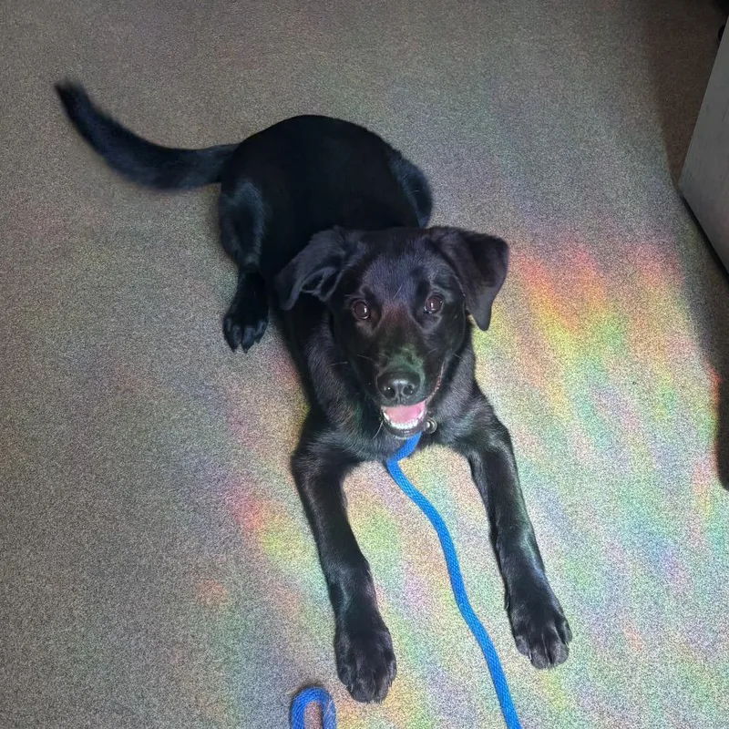 A baby medium-sized male Black Labrador Retriever dog named Brazil for adoption in Council Bluffs, IA