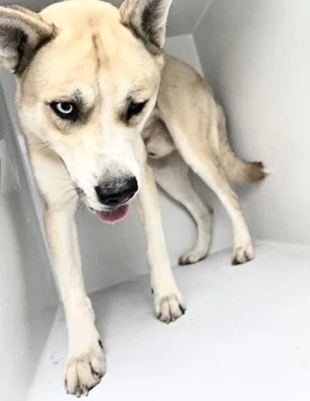 A young large-sized male Siberian Husky dog named A for adoption in Houston, TX
