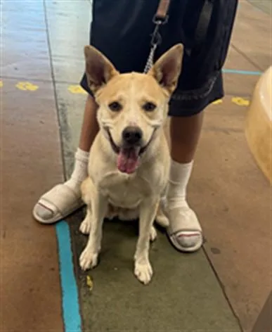 A young medium-sized female Husky dog named Yugi for adoption in Van Nuys, CA