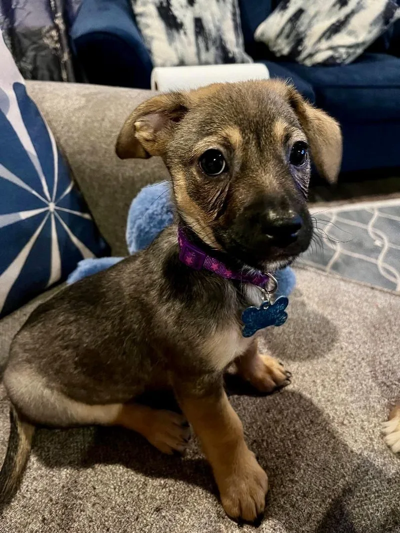 A baby small-sized male Brown / Chocolate Beagle dog named Benny for adoption in Plainfield, IL