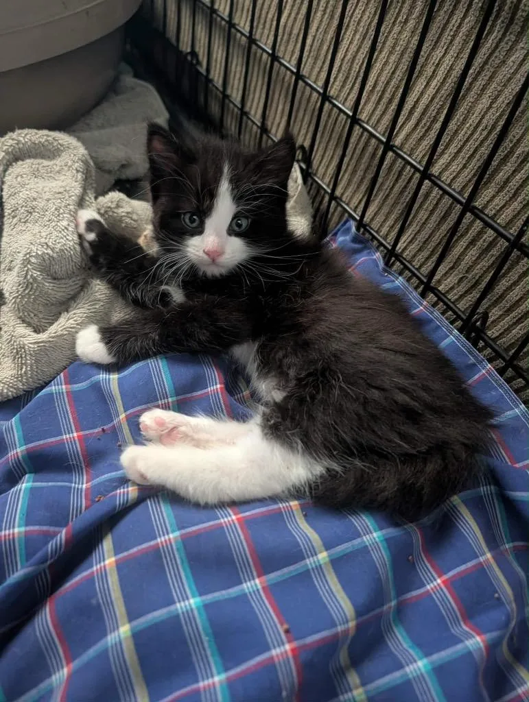 A baby medium-sized male Tuxedo cat named Calypso for adoption in Grand Junction, CO