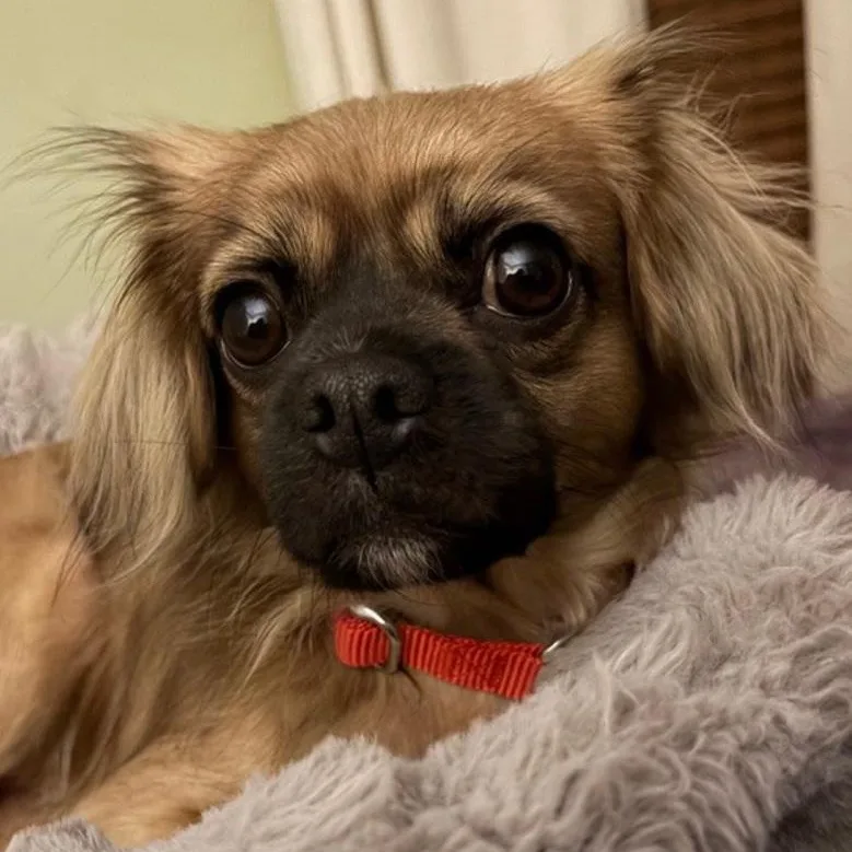 An adult small-sized male Cavalier King Charles Spaniel dog named Brownie for adoption in Toledo, OH