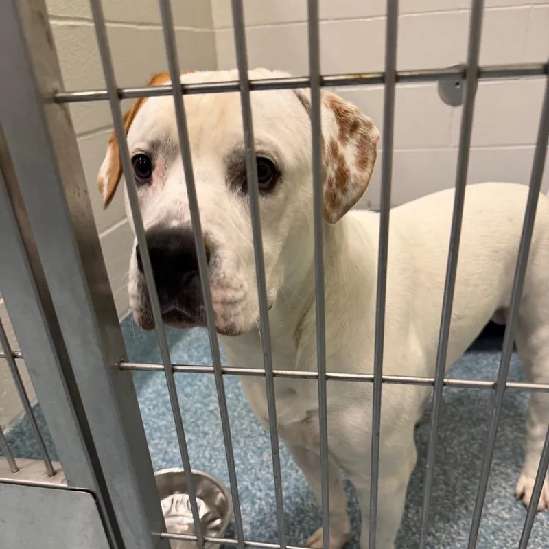 A young medium-sized male White / Cream Pit Bull Terrier dog named King for adoption in Greensboro, NC