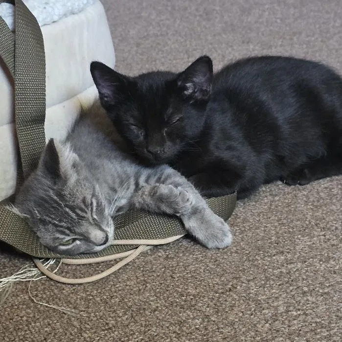 A baby small-sized male Gray / Blue / Silver Domestic Short Hair cat named Max for adoption in Long Beach, CA