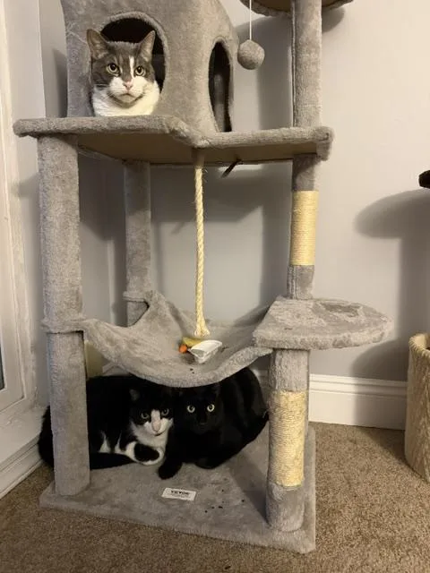 An adult medium-sized male Black Domestic Short Hair cat named Ollie for adoption in Philadelphia, PA