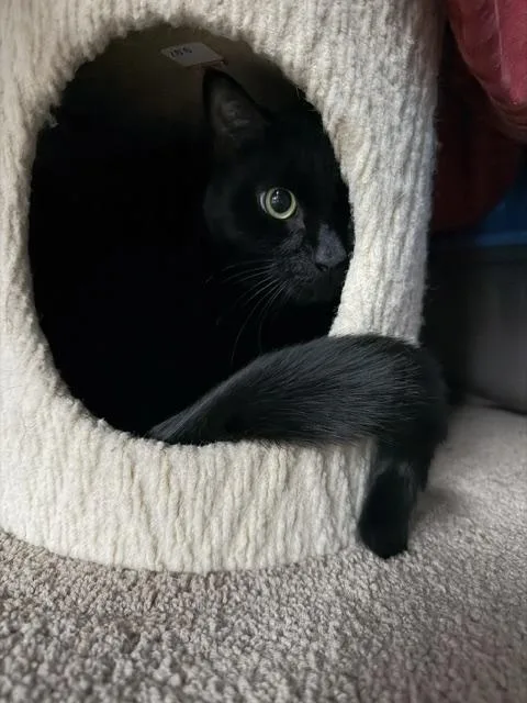 Ollie thumbnail 2
