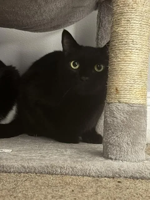 Ollie thumbnail 3