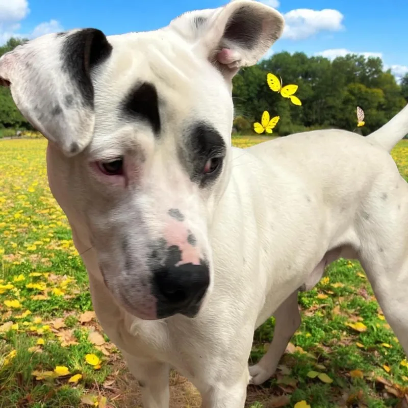 An adult medium-sized male Pit Bull Terrier dog named Bullseye for adoption in Horn Lake, MS
