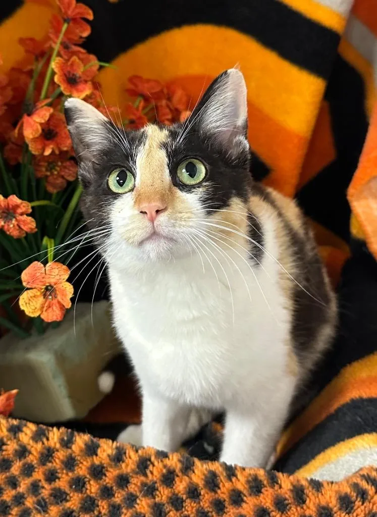 Daffodil
