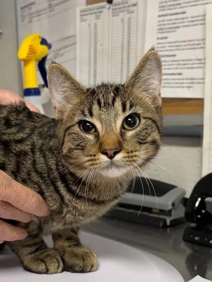 A baby medium-sized male Domestic Short Hair cat named Grate for adoption in Bolivar, MO