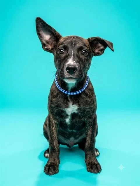 A baby small-sized male Mixed Breed dog named Flapjack for adoption in Jacksonville, FL