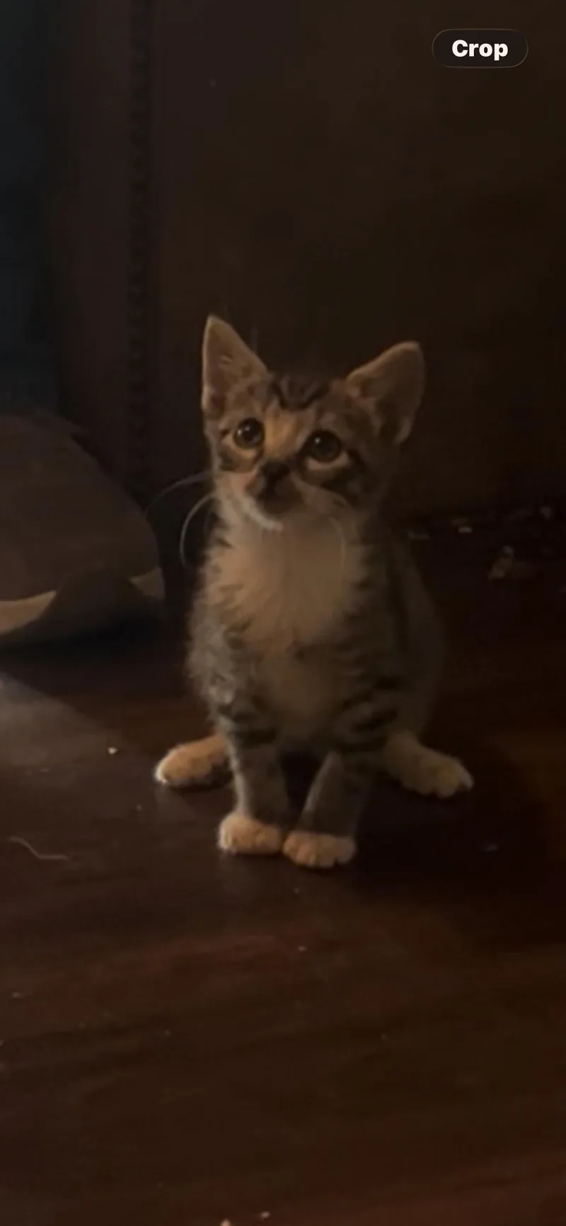A baby medium-sized female Tabby cat named Halo for adoption in Newark valley, NY