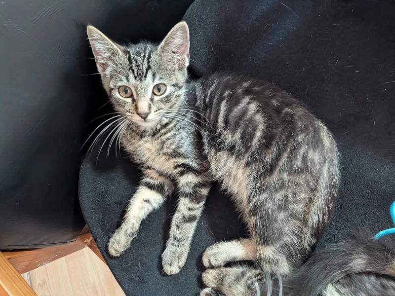 A baby small-sized female Tabby (Brown / Chocolate) Domestic Short Hair cat named Flora for adoption in Fruit Heights, UT