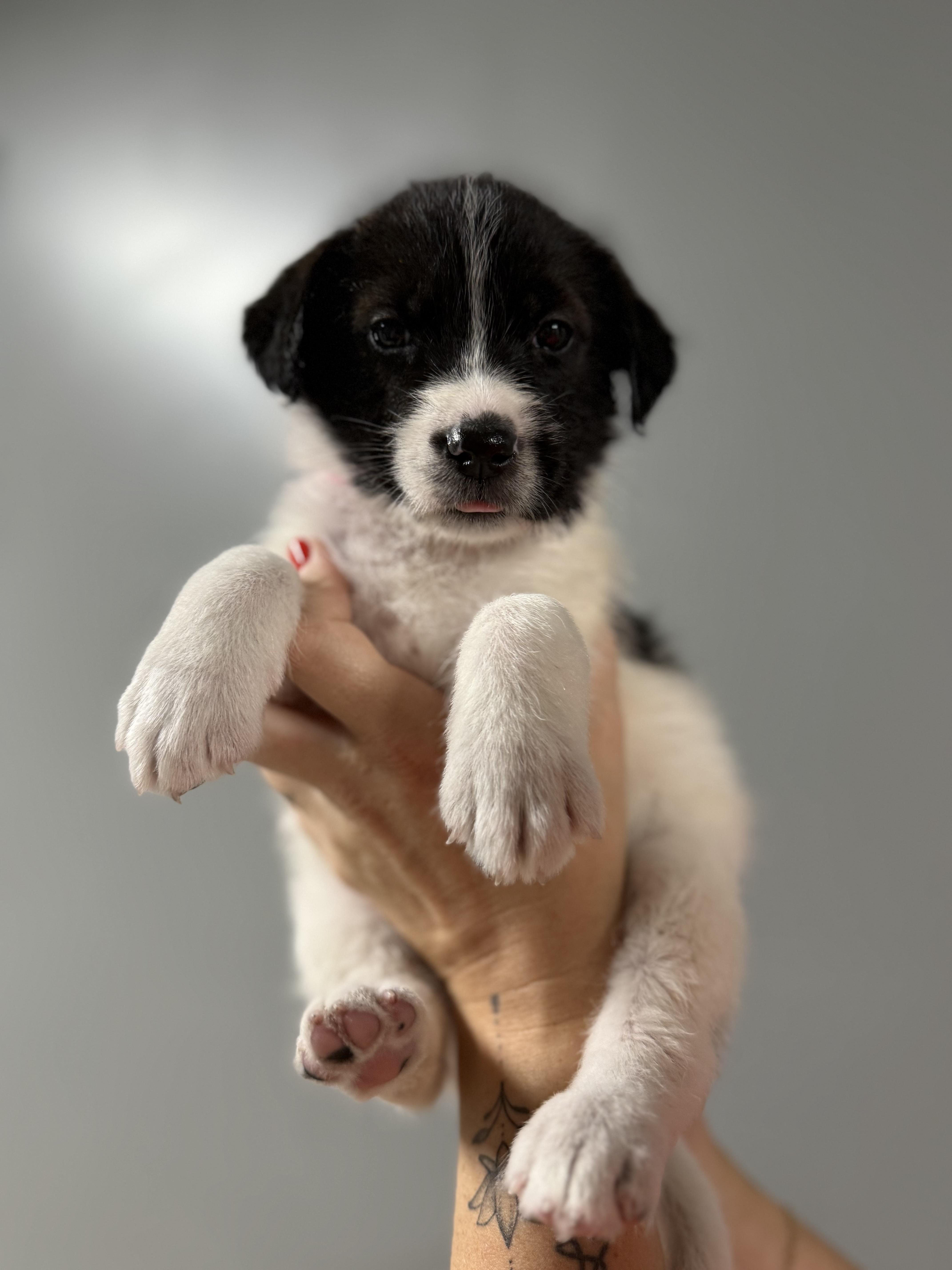 A baby medium-sized female Mixed Breed dog named June for adoption in MYRTLE BEACH, SC