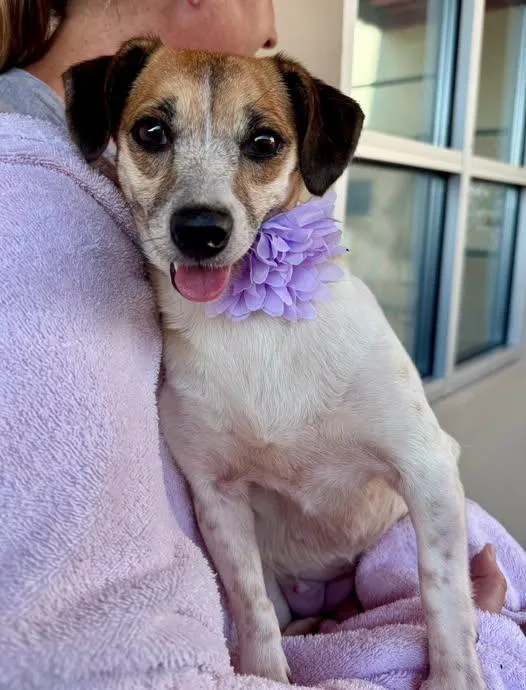 A young small-sized female Chihuahua dog named Candy Corn for adoption in McKinney, TX