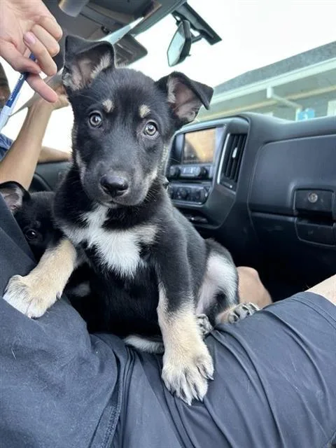 A baby small-sized female German Shepherd Dog dog named Sue for adoption in San Antonio, TX