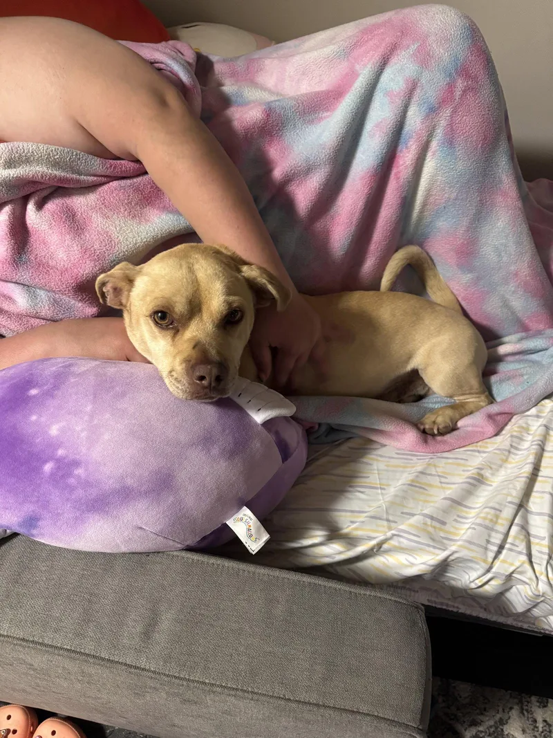 An adult small-sized male Dachshund dog named Little Legs Nelson RDS for adoption in Rockaway, NJ