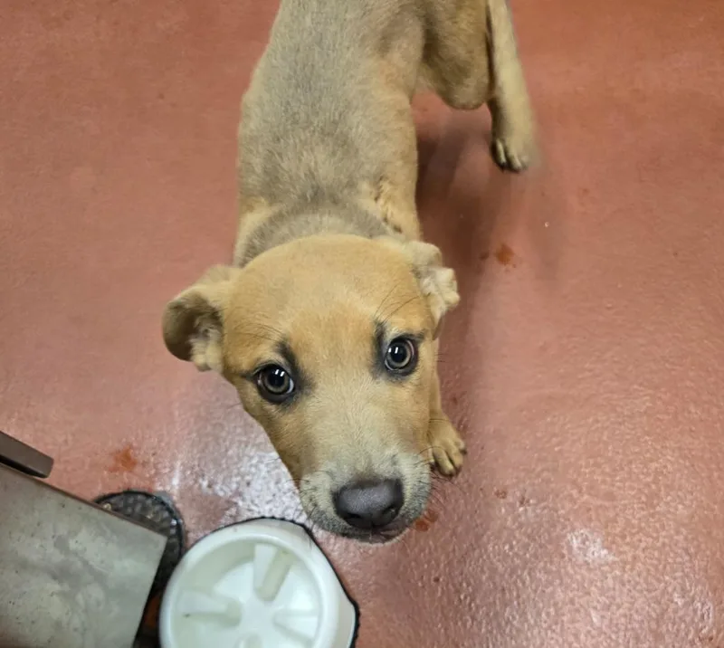 A baby medium-sized male Pit Bull Terrier dog named Fjord for adoption in Douglasville, GA