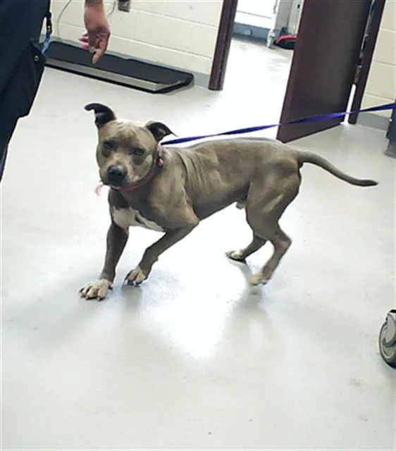 An adult large-sized male Pit Bull Terrier dog named Bloo for adoption in Fayetteville, NC