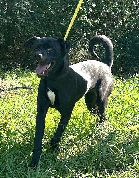 A young large-sized male Labrador Retriever dog named Benjamin Button for adoption in Wetumpka, AL