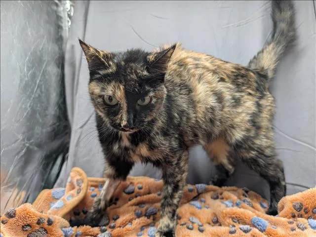 A young medium-sized female Domestic Short Hair cat named Kiwi for adoption in Appling, GA