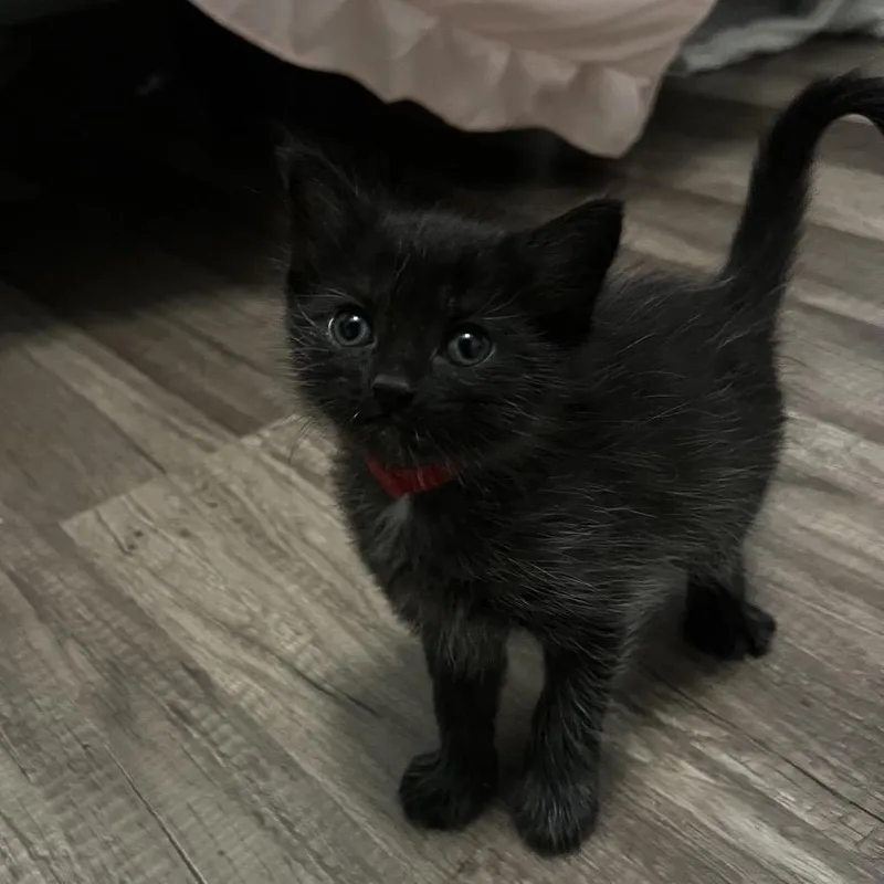 A baby small-sized female Black Domestic Medium Hair cat named Mercury for adoption in Lakeland, FL