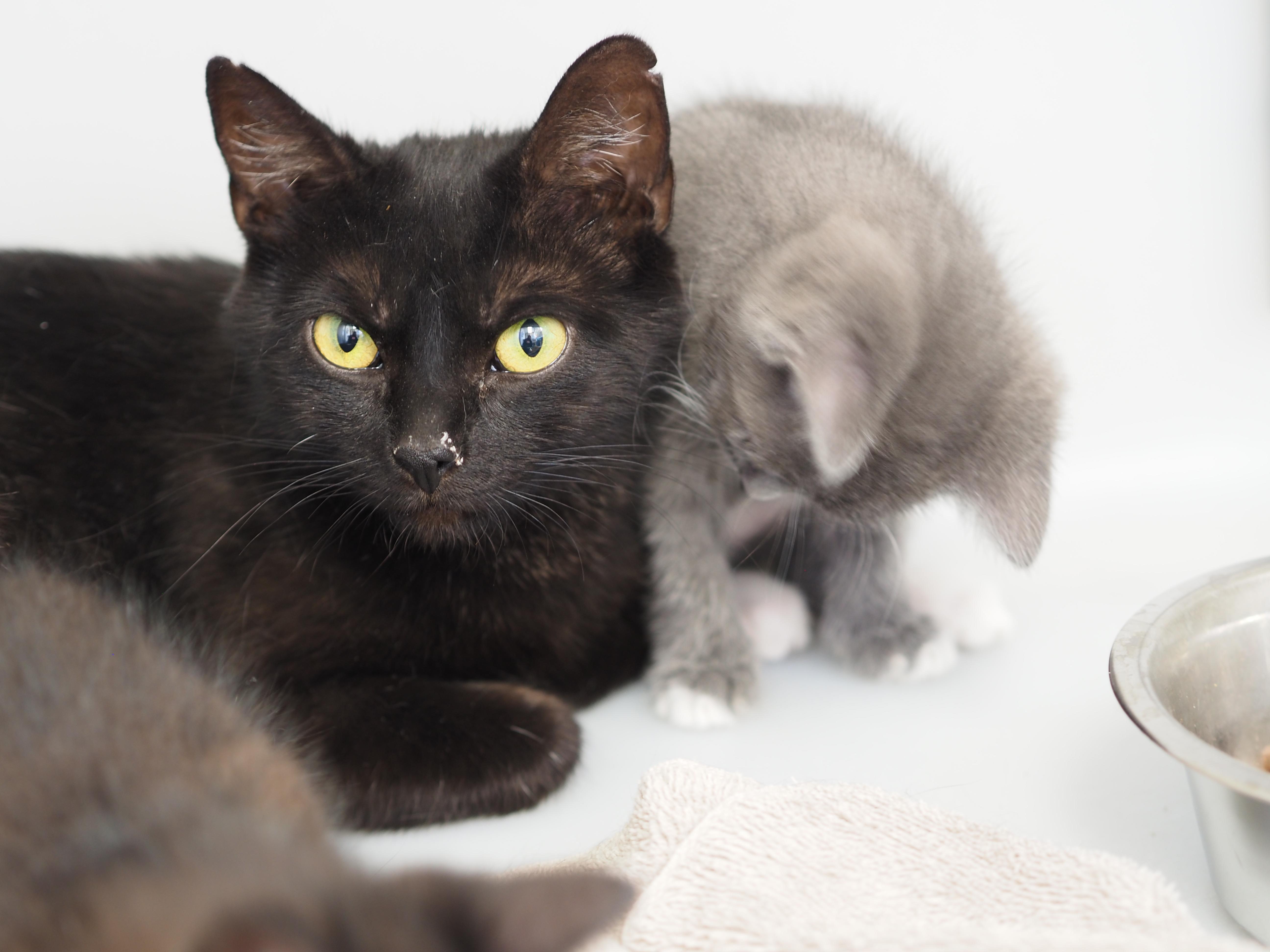 An adult medium-sized female Black Domestic Short Hair cat named Wafer for adoption in Buena Vista, CO