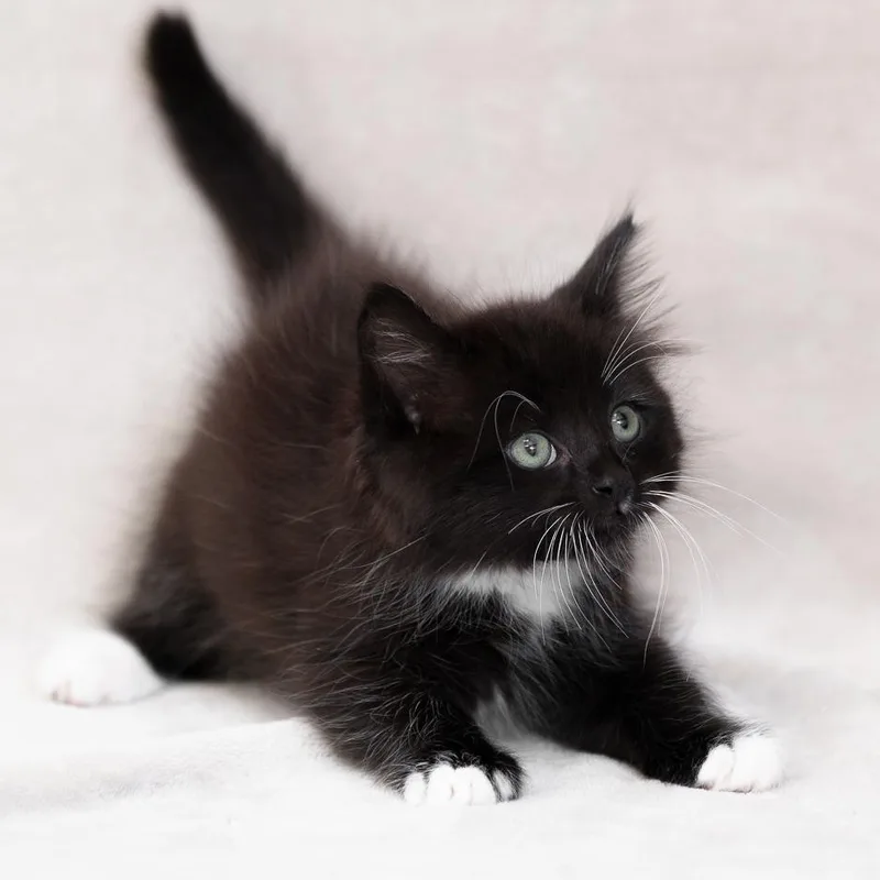 A baby small-sized female Black Domestic Medium Hair cat named Serrano for adoption in Sunnyvale, CA
