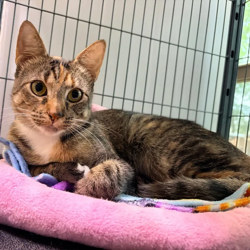 A young medium-sized female Domestic Short Hair cat named Miranda for adoption in Magnolia, TX
