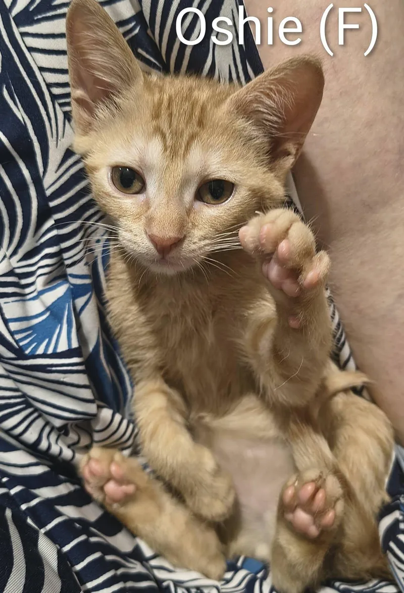 A young medium-sized female Orange & White Tabby cat named Oshie for adoption in Saugerties, NY