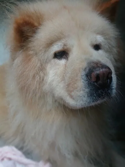 An adult large-sized male Chow Chow dog named Barkley for adoption in Fort Lauderdale, FL