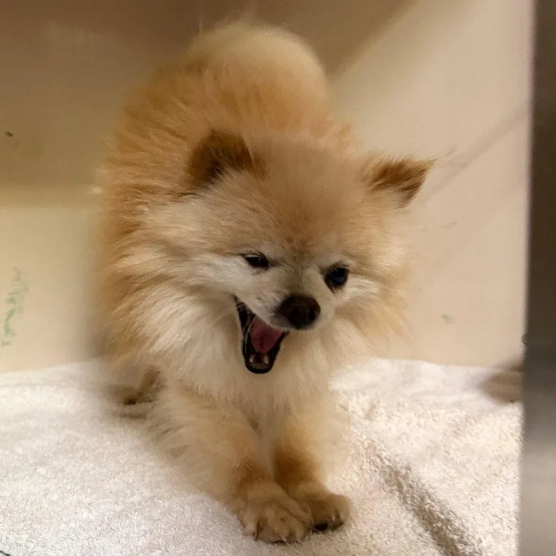 A senior medium-sized male Pomeranian dog named Baron Von Floof for adoption in Dallas, TX