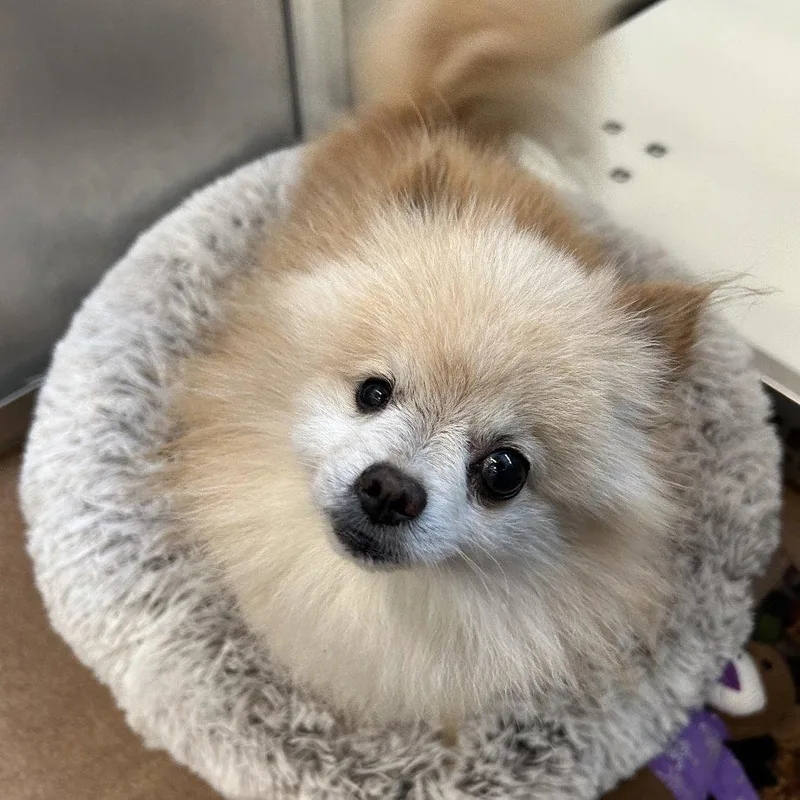 Baron Von Floof thumbnail 2