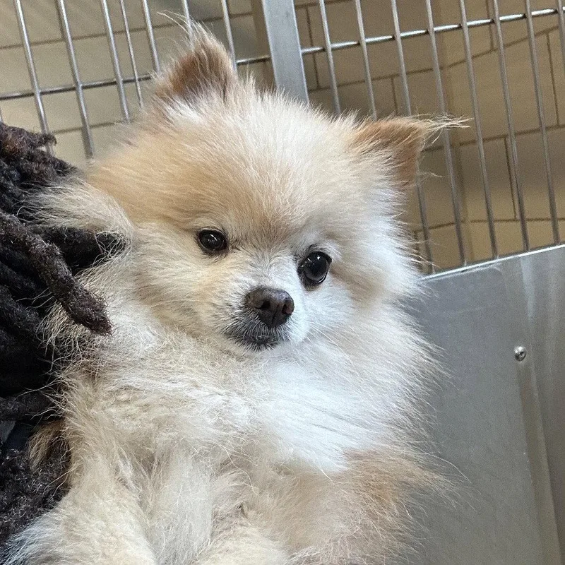 Baron Von Floof thumbnail 3