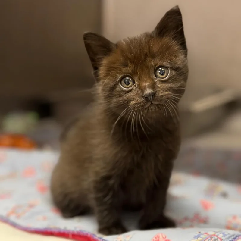 A baby small-sized female Black Domestic Short Hair cat named Serenity for adoption in Fort Smith, AR