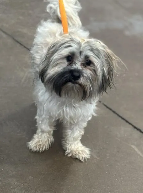 An adult small-sized male Mixed Breed dog named Benson for adoption in Dallas, TX