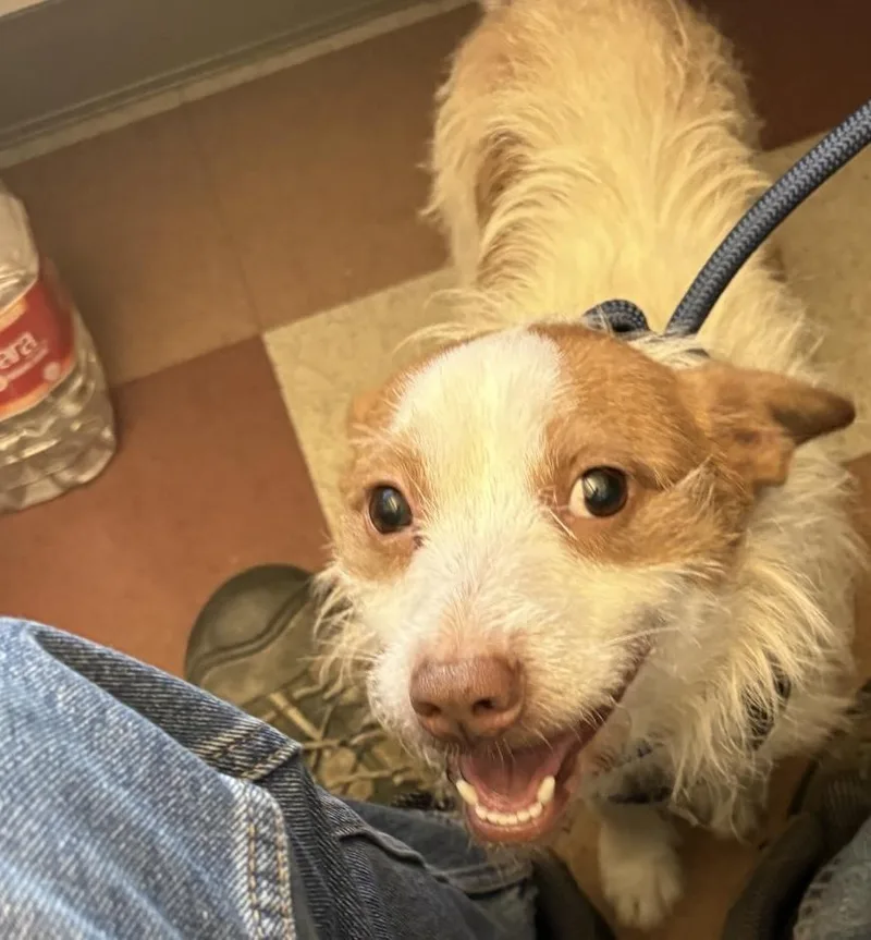 An adult medium-sized male Apricot / Beige Airedale Terrier dog named Flynn for adoption in Lafayette, CA