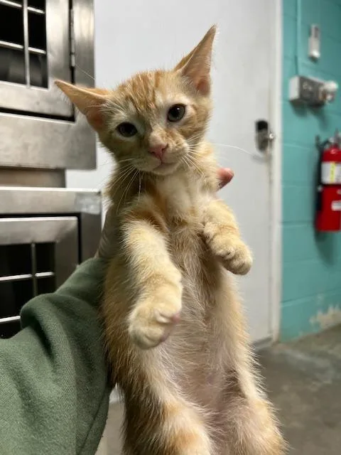 A baby small-sized male Domestic Short Hair cat named Asiago for adoption in Chickamauga , GA