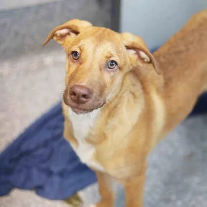 A baby small-sized male Brown / Chocolate Mixed Breed dog named Dylan for adoption in Atlanta, GA