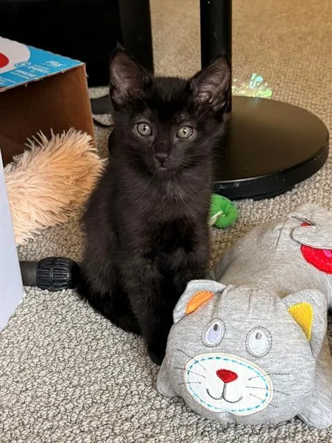 A baby small-sized male Domestic Short Hair cat named Teddy for adoption in Tustin, CA