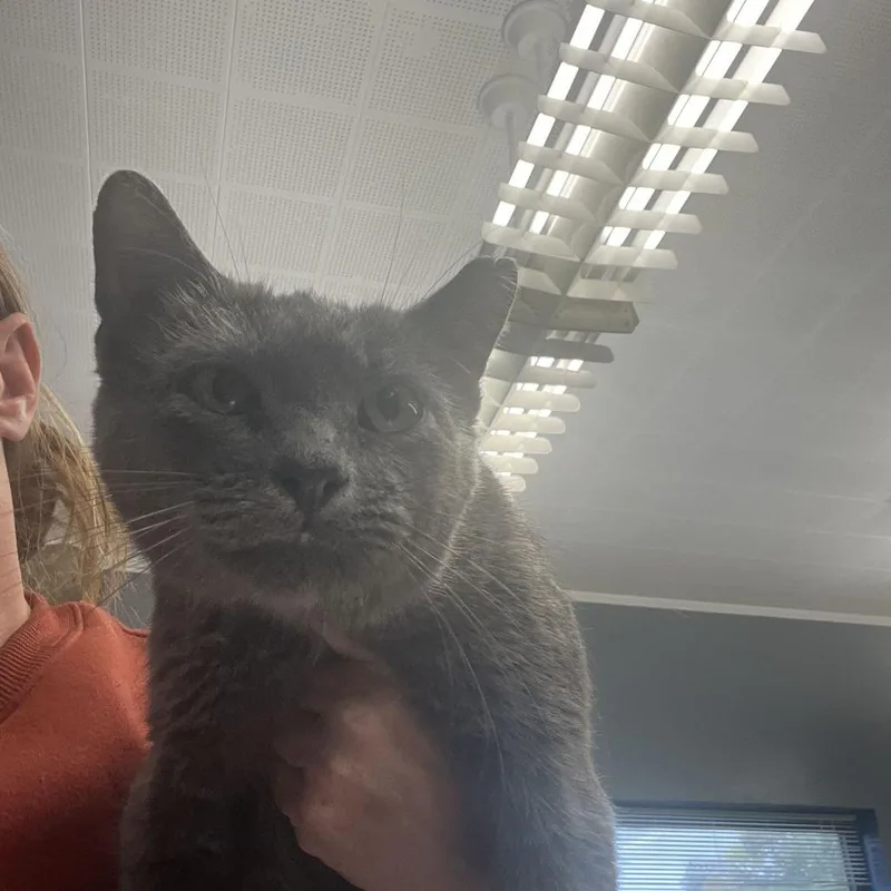An adult medium-sized female Gray / Blue / Silver Domestic Short Hair cat named Baltimore for adoption in Oak Hill, WV