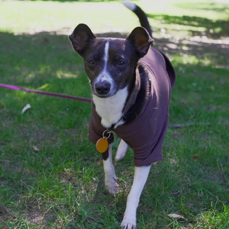 A senior small-sized female Chihuahua dog named Dashi for adoption in Brooklyn, NY