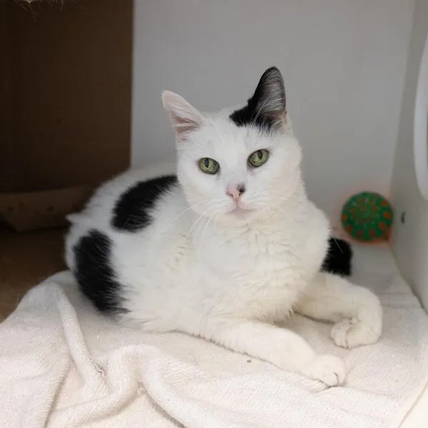 A senior small-sized female Domestic Short Hair cat named Chloe for adoption in Des Moines, IA