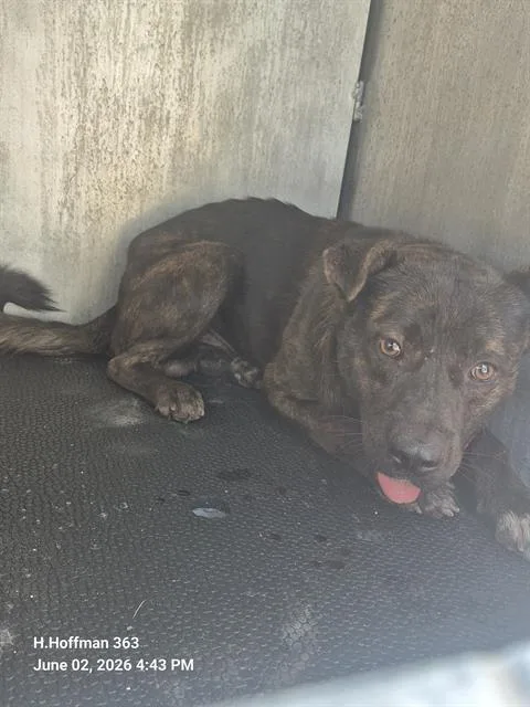 A young medium-sized male American Staffordshire Terrier dog named Brownie for adoption in San Antonio, TX