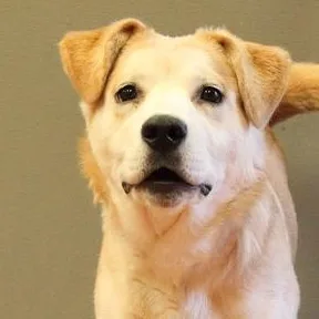 A baby medium-sized male Apricot / Beige Shepherd dog named Prince for adoption in Rapid City, SD